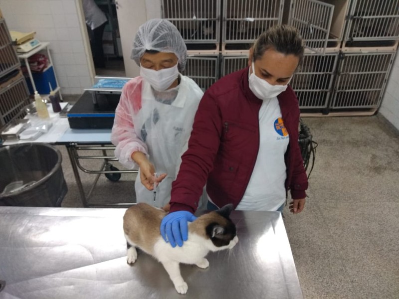  2º Mutirão de Castração de cães e gatos em Taboão será realizado no final de semana