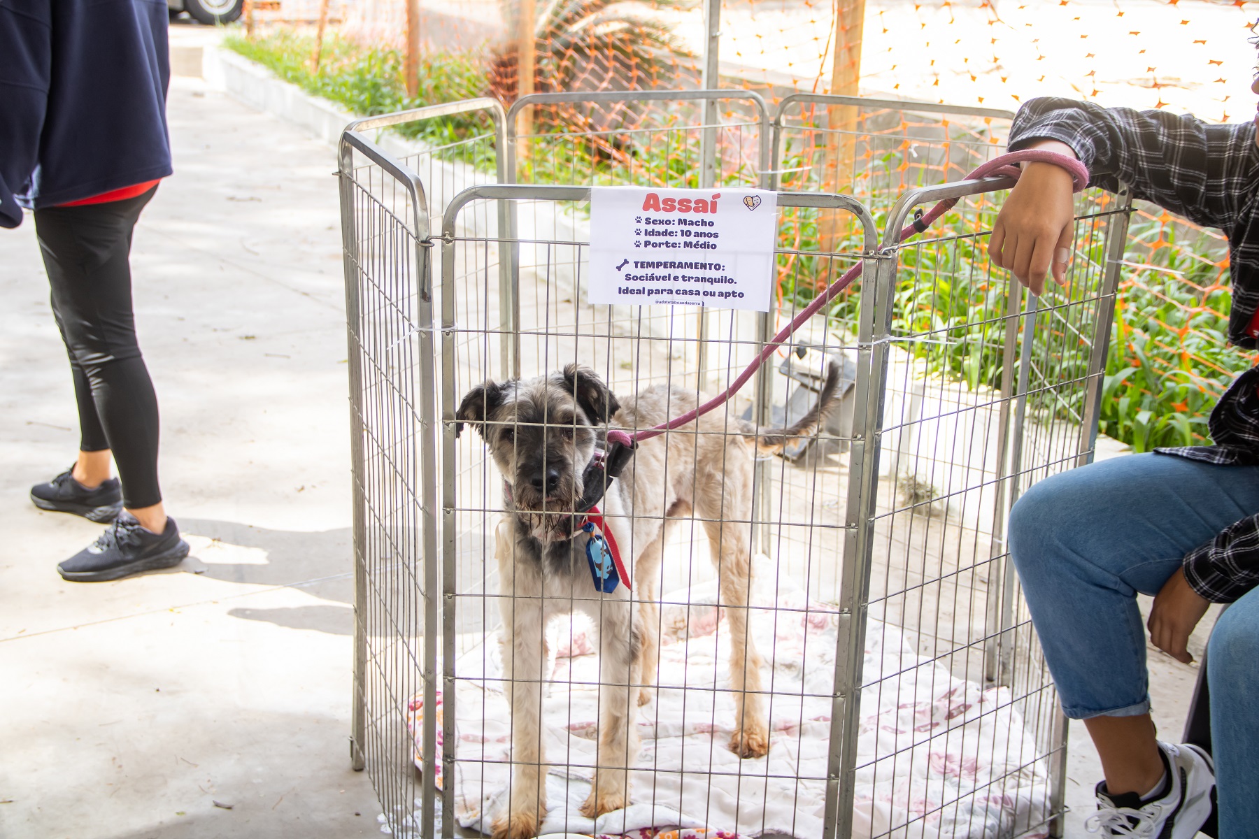 Evento de adoção com animais do CCZ acontece nesta sexta-feira e sábado no Shopping Taboão