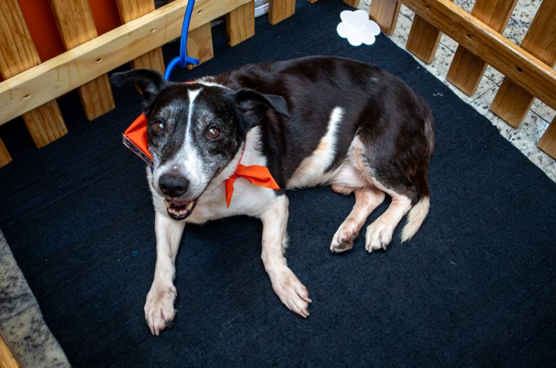 Evento de adoção garante novo lar para 28 pets do CCZ de Taboão da Serra