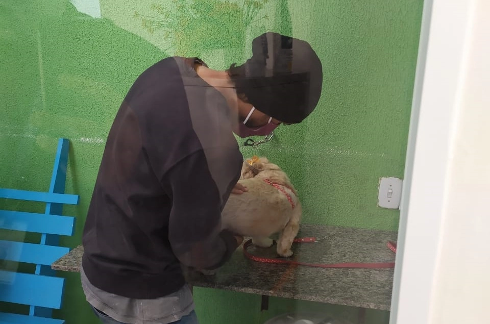 Pets são cadastrados pela Prefeitura para banho e tosa na Escola de Estética Animal