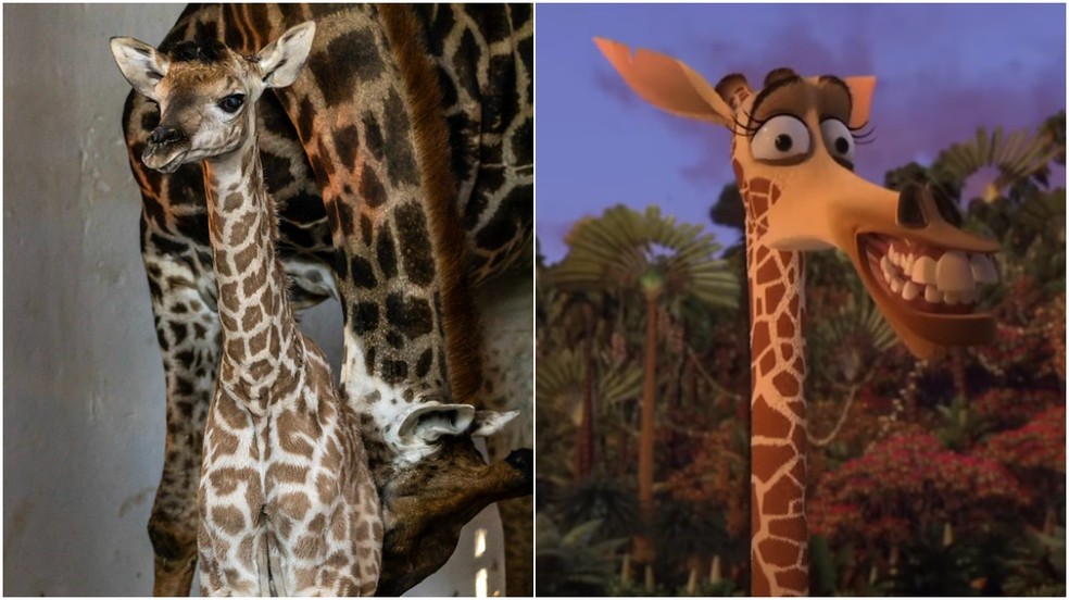 Girafa recém-nascida no Zoológico de SP já tem nome e RG: Melman recebeu 43% dos votos