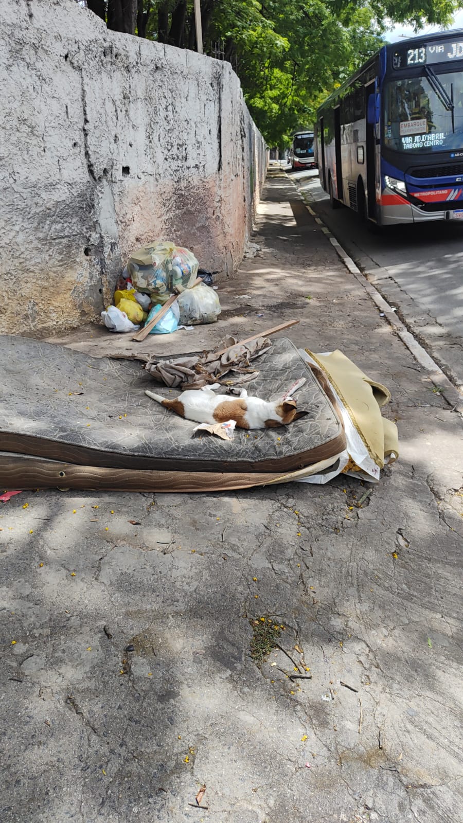Filhotes são abandonados próximo ao cemitério em Taboão da Serra; um morre atropelado