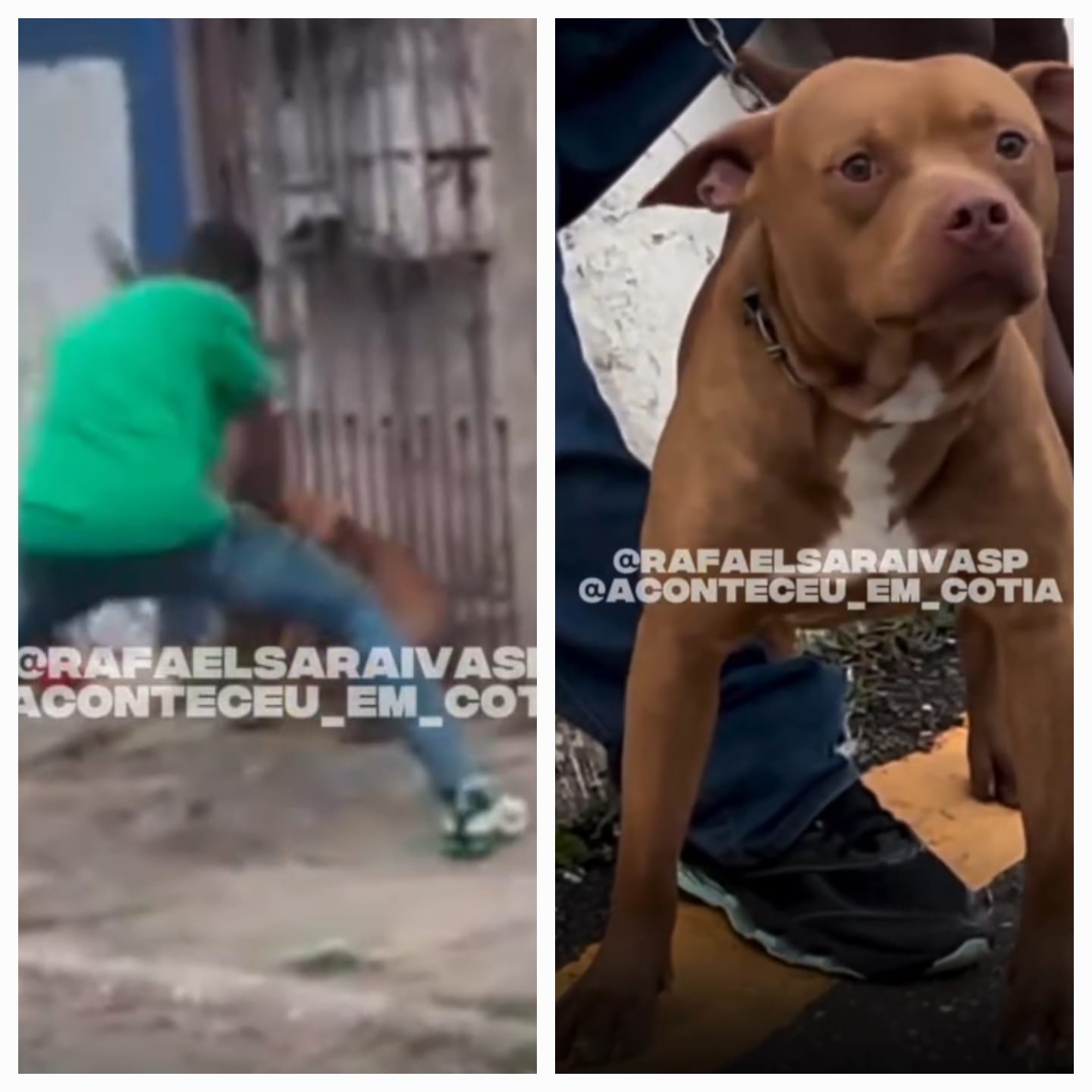 Violência e negligência: caso em Cotia deixa cachorro gravemente ferido e criança hospitalizada