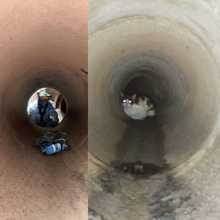 Bombeiros de Taboão da Serra resgatam gata que ficou mais de 24 horas presa na rede pluvial