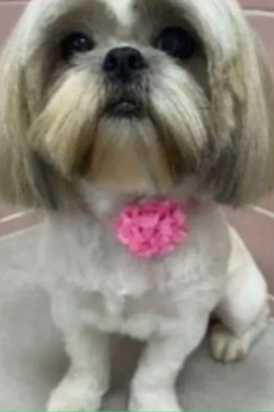 Cachorra é levada por homem em carro após fugir durante confraternização em Itapecerica da Serra